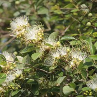 <i>Capparis grandis</i>  L.f.